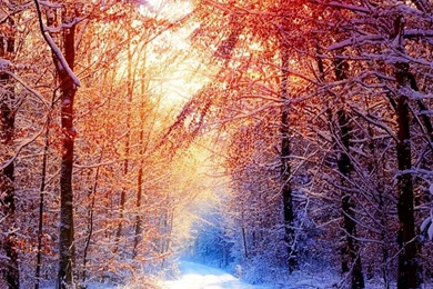 Snow Winter Scene iPad 1 & 2 Wallpapers