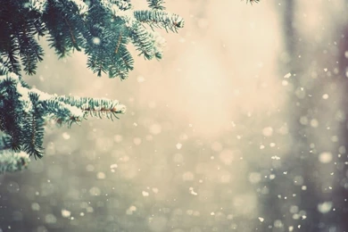 Winter Snow Pine Tree Bokeh iPad Wallpapers HD