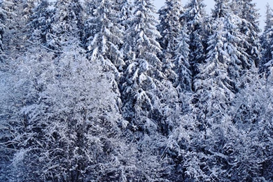 Winter Forest New Ipad Wallpapers For Retina Display 2048x2048 ...