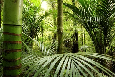 Full HD 1080p Jungle Wallpapers HD, Desktop Backgrounds 1920x1080