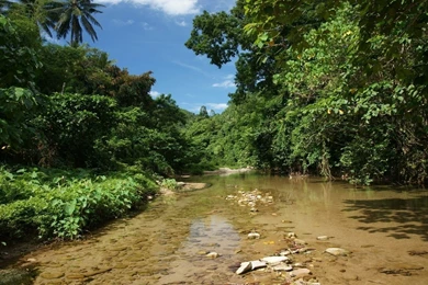 Jungle HD Waterscape Wallpapers