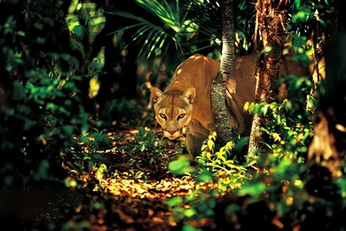 Wallpaper2u: Puma The Jungle Spy Mountain Lion Wild Cat Predator ...