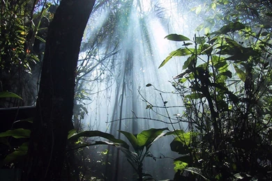 Timothy Sidney: Animals And Jungle Wallpapers