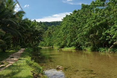 Jungle River HD Wallpapers