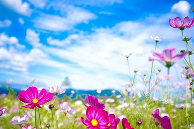 Free Spring Backgrounds Desktop