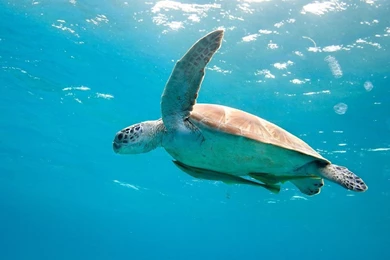 Sea Turtle Wallpaper HD.jpg