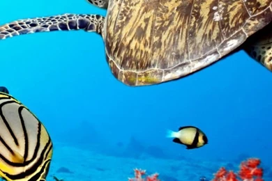 Turtle Wallpapers For iPhone 5