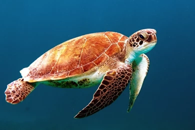 Sea Turtles Wallpapers