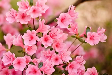 Pink Flowers Wallpapers HD Pictures
