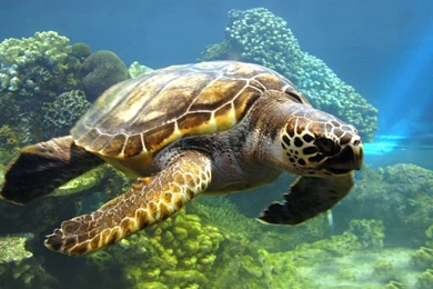 Turtle   Turtles Wallpapers (31450307)   Fanpop