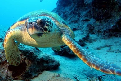 Sea Life Pictures 5 HD Wallpapers