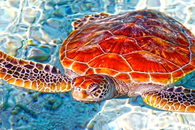 Sea Turtle In Blue Lagoon Bora Bora Tahiti French Polynesia Honu ...