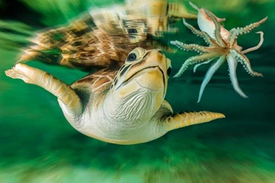 Sea, Turtle, Australia, Underwater World Wallpaper,Sea Wallpapers ...