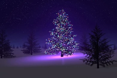 Latest Christmas Trees+01.jpg