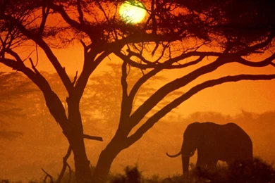 Sun Trees Animals Elephant Africa Nature Hd Wallpapers   (