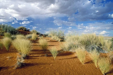 Nature: Kgalagadi Transfrontier Park, South Africa, Desktop ...
