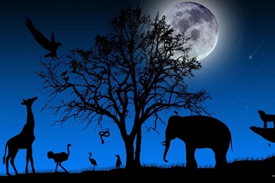 African Night Desktop Wallpapers