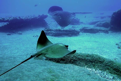 Desktop Wallpapers · Gallery · Animals · Stingray, Africa