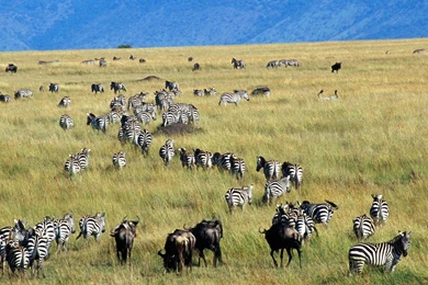 Zebras Moving Across Africa Free Desktop Backgrounds   Free ...