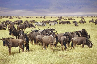 African Wild Dog Wallpaper, African Wild Dog Images