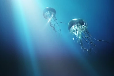 The Journey Of The Jellyfish