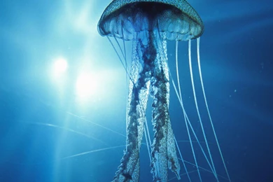 Destiny HD Wallpapers Desktop Backgrounds Free Download