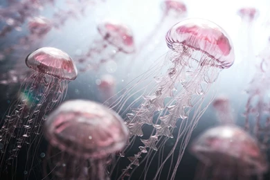 Jellyfish Digital Artwork Wallpapers