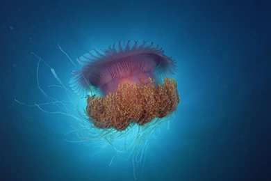 Jellyfish Under Sea Wallpapers