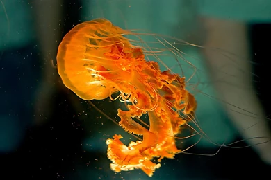 Jellyfish Wallpapers >> Backgrounds With Quality HD