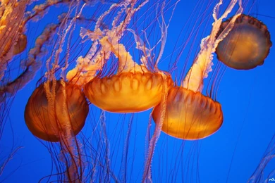 Jellyfish Wallpapers High Resolution Photos 435