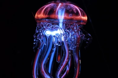 Jellyfish Hot & Cold Light Phenomenon Wallpapers :: HD Wallpapers