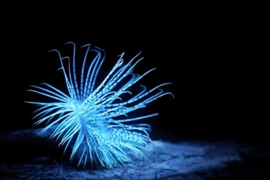 Animal, Jellyfish, Beautiful, Blue, Dark, Photography   HD Wallpapers