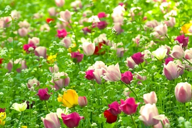 Summer Flowers HD Wallpapers   Summer Flower Images, New Wallpapers