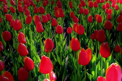 Free Desktop Wallpaper Backgrounds Spring Flowers