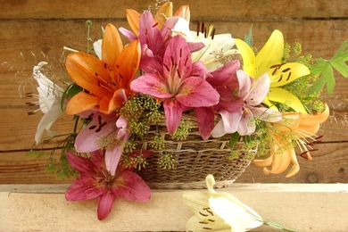 Tiger Lily HD Wallpapers, Tiger Lily Pictures Free, New Wallpapers