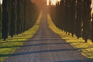 Trees Italy Roads iPhone 5s Wallpapers Download