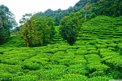 Cultivo De Te En Bitaco Colombia HD Desktop Wallpapers : Widescreen ...