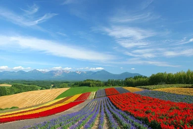 Japan Hokkaido Country Field : Open Field Under Sky1920*1080第23 ...