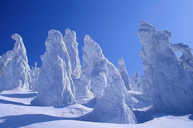 Backgrounds, Nature, Diskus, Turaj, Fish (