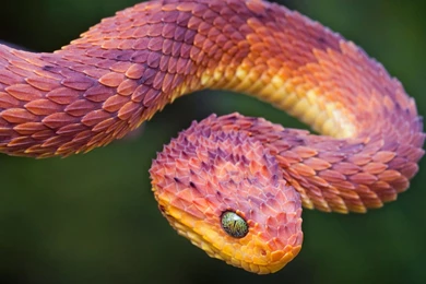 Bush Viper Hd 1080p Wallpapers Download Wallpapers At GetHDPic.com