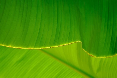 Download Texture: Green Leaf, Download Photo, Texture, Green Leave ...