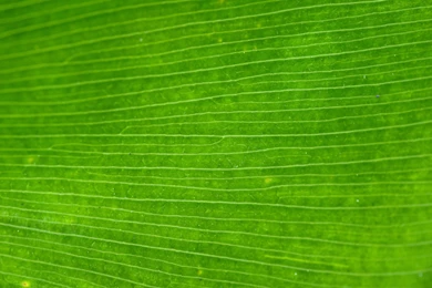 Download Texture: Leaf Green, Texture, Photo, Background, Download ...