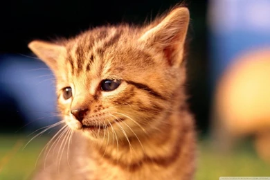 Sad Kitten Face HD Desktop Wallpapers : High Definition ...