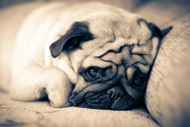 Sad Pug Face Wallpapers HD
