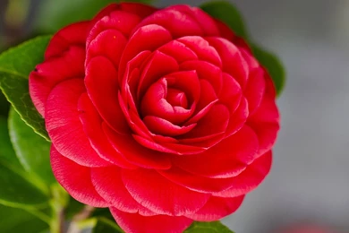 Camellia Desktop Wallpaper, Images Of Camellia Flower