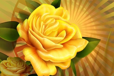 Yellow Rose HD Wallpapers