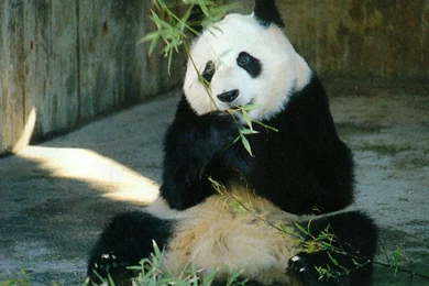 Funny Panda Desktop Wallpapers