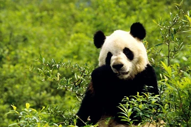 Download Cute Panda Photo HD Free Desktop Wallpaper Backgrounds ...