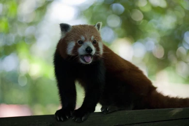 Red Panda With Its Tongue Out Wallpapers 25815
