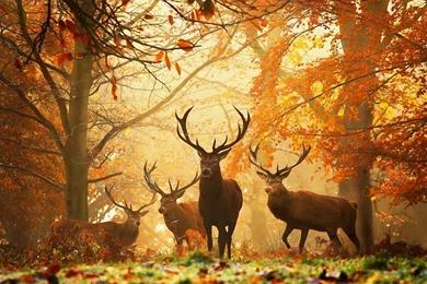 Autumn Deer HD Desktop Wallpapers : Widescreen : High Definition ...